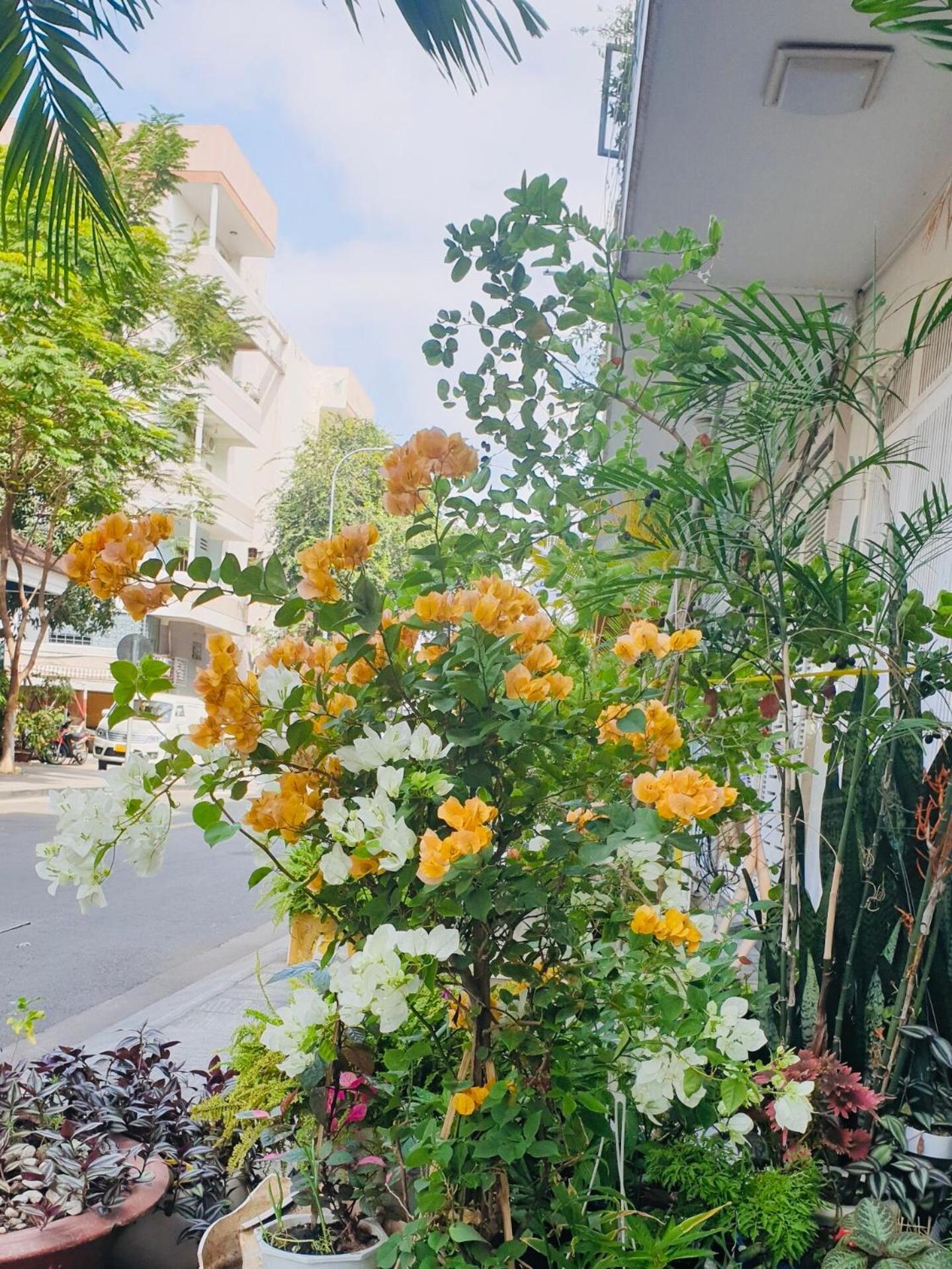 Chez Lotus Rose Hotel Ho Chi Minh-stad Buitenkant foto
